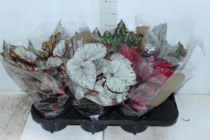 <h4>BEGONIA BELEAF P15 PO</h4>