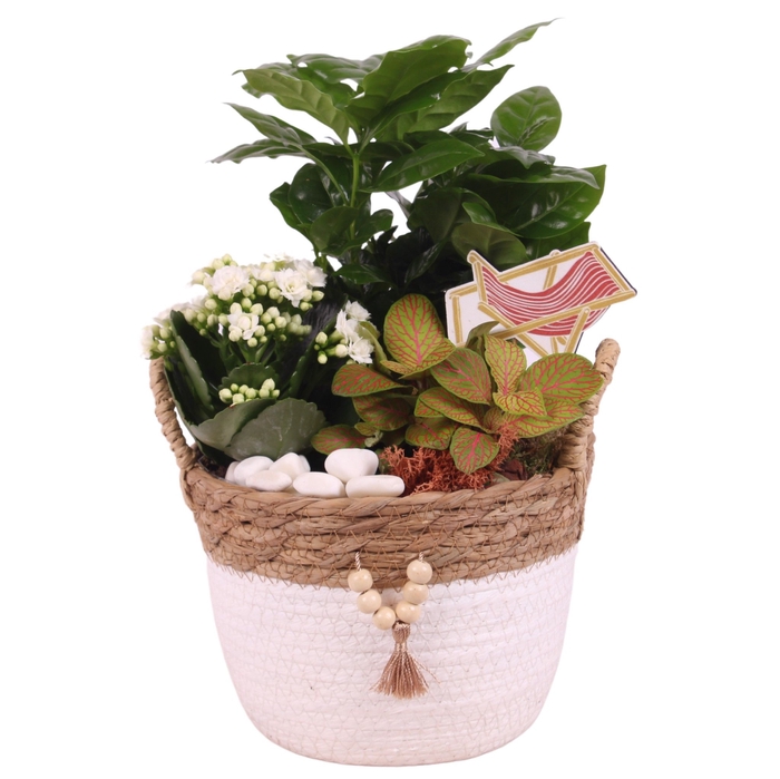 <h4>Opm Maritime Arr. Indoor Willow Basket Round Beads</h4>
