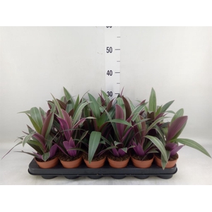 Tradescantia spath. 'Sitara'