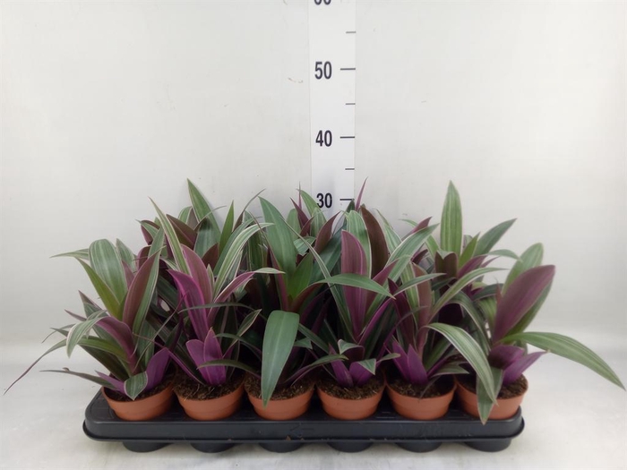 <h4>Tradescantia spath. 'Sitara'</h4>