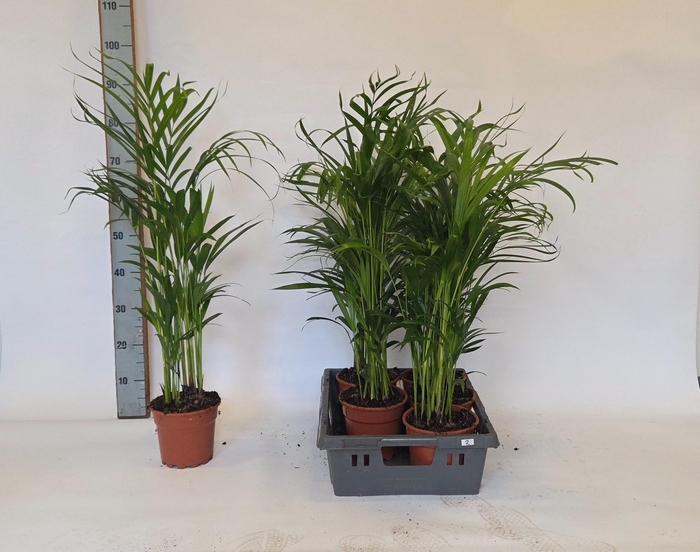 <h4>DYPSIS LUTESCENS</h4>