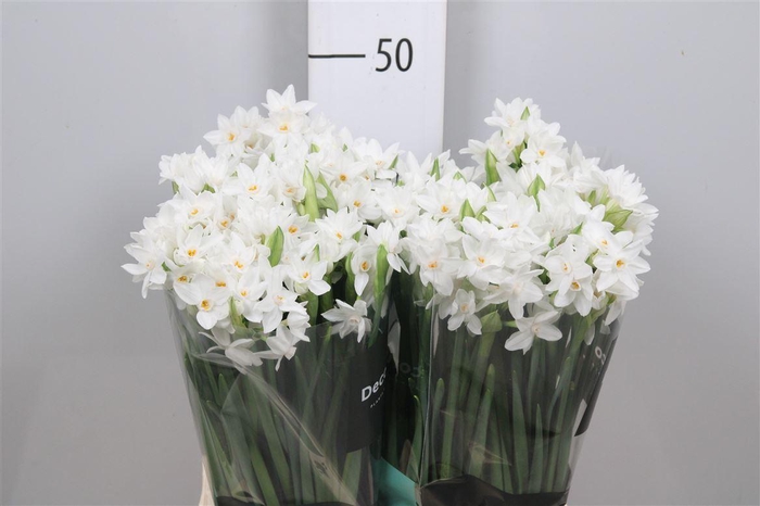 <h4>Narcissus Paperwhite</h4>