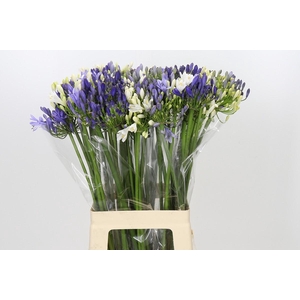 Agapanthus Mix