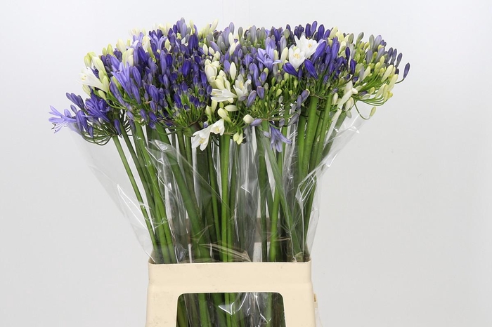 <h4>Agapanthus Mix</h4>