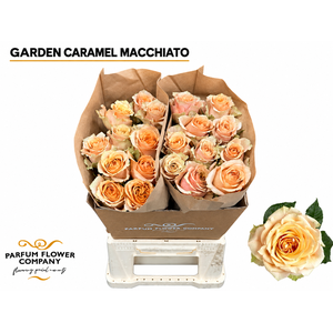 Rosa Garden Caramel Macchiato