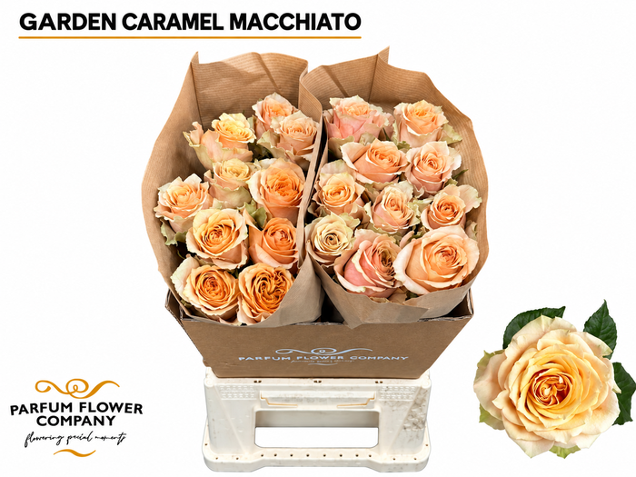 <h4>Rosa Garden Caramel Macchiato</h4>