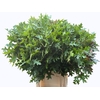 Quercus Palustris Nouws