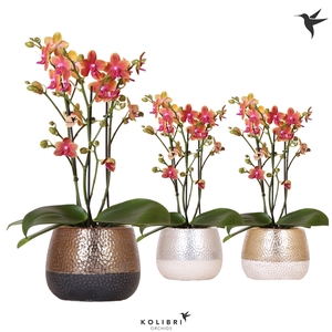 Kolibri Orchids Phalaenopsis Fragrance 3spike in elite mix