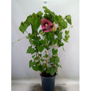 Aristolochia macrophylla