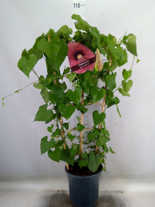 <h4>Aristolochia macrophylla</h4>