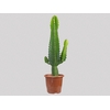 CACTUS EUPHORBIA MANDACARU P17