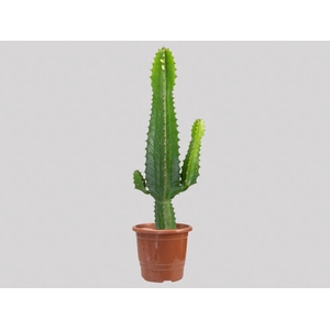 CACTUS EUPHORBIA MANDACARU P17