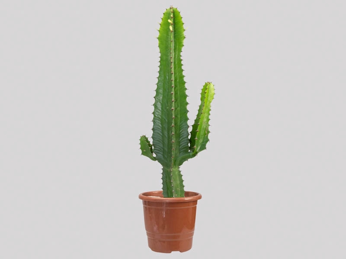 CACTUS EUPHORBIA MANDACARU P17