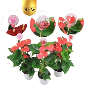 Anthurium Flamingomix 14cm met hartjesstekers