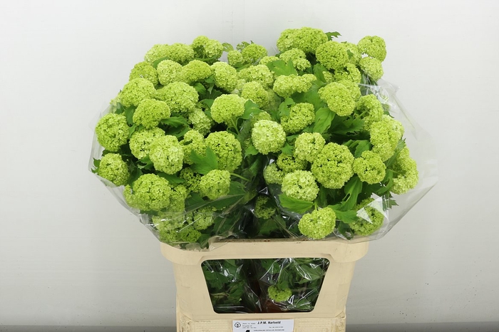<h4>Viburnum Roseum St 4+</h4>