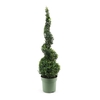 Buxus semp. Spiral 70cm