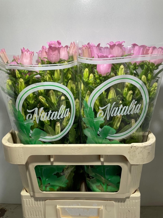 <h4>CAMP M CHAMPION ROSE</h4>