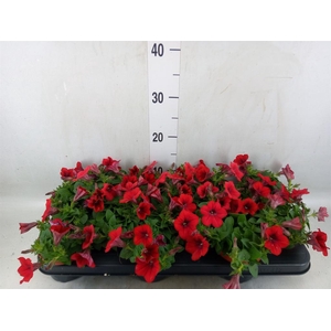 Petunia  'Famous Red'