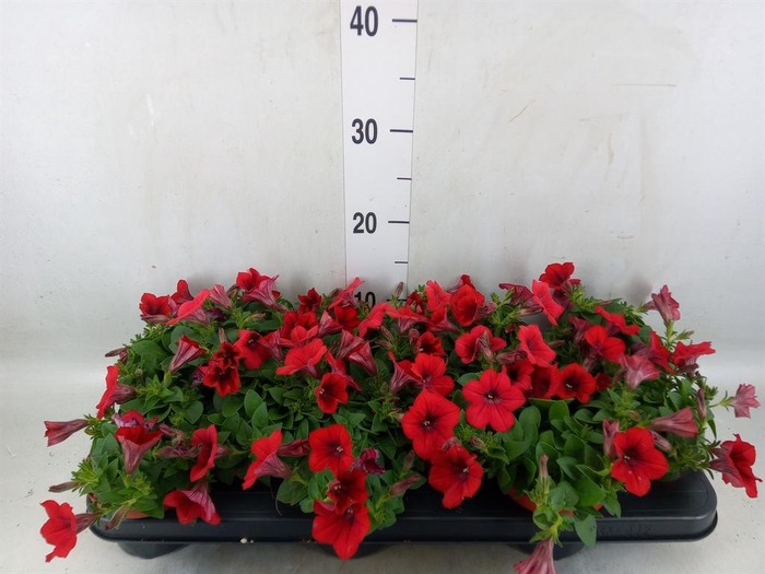 <h4>Petunia  'Famous Red'</h4>