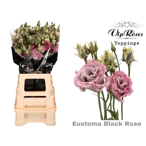Eust G Vip Alissa Black Rose