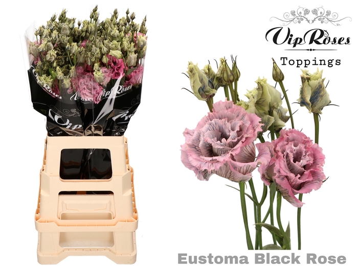 <h4>Eust G Vip Alissa Black Rose</h4>