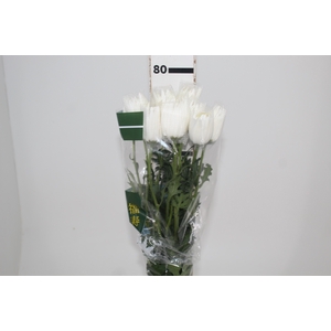 ANASTASIA HERRERA 080 CM BRANCO