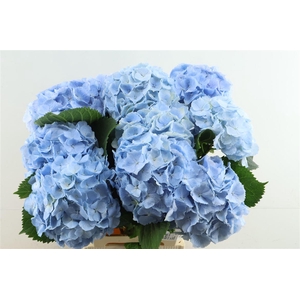 Hydr M Verena Blue 60-19