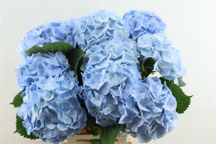 <h4>Hydr M Verena Blue 60-19</h4>