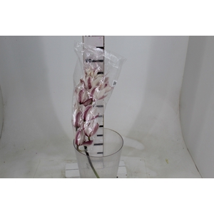 CYMBIDIUM HT MIN 12 FLS ROSA CLARO
