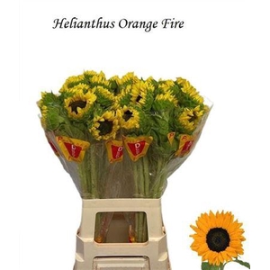 Helianthus Orange Fire