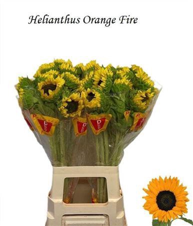 <h4>Helianthus Orange Fire</h4>