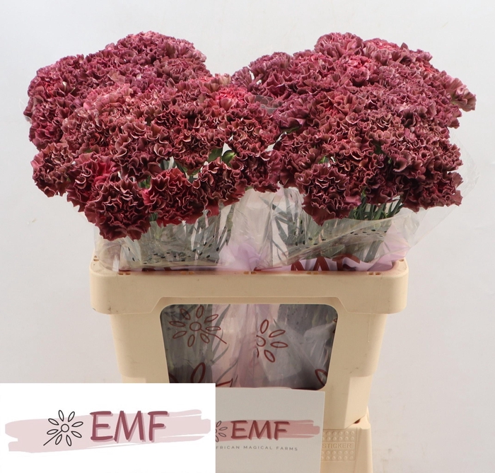 <h4>DI ST COPPER EXTASIS</h4>