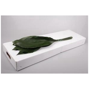 Aspidistra