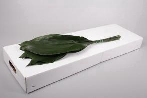<h4>Aspidistra</h4>