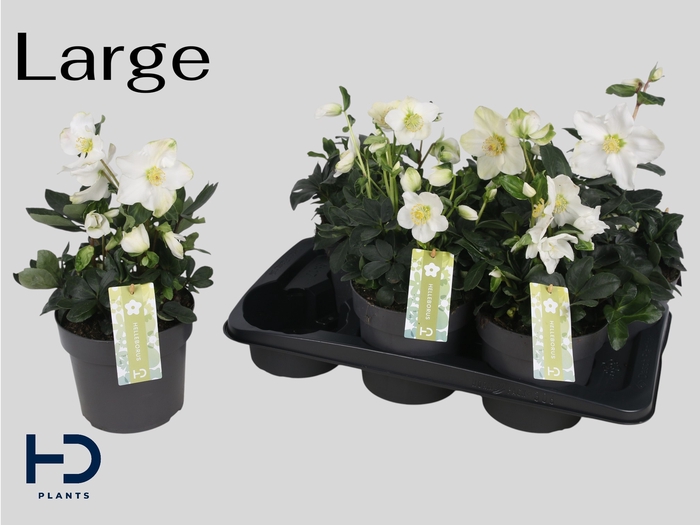 <h4>HELL NI CHR CAROL</h4>