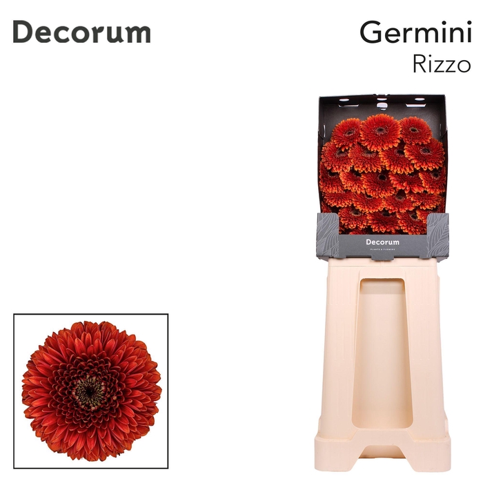 <h4>Germini Pomponi Rizzo Diamond</h4>
