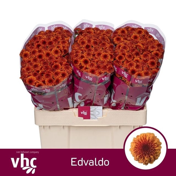 <h4>CHR SAN EDVALDO</h4>