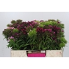 Dianthus Br Gemengd