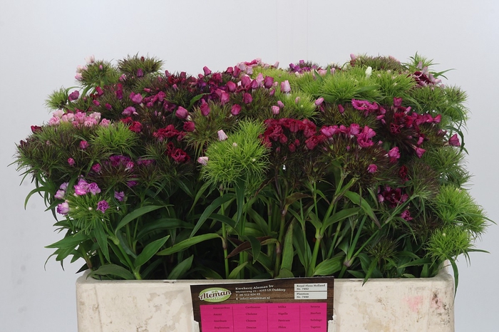 Dianthus Br Gemengd