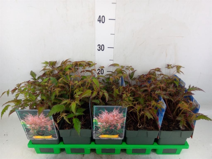 <h4>Astilbe simplicif. 'Inshriach'</h4>