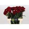 Dahlia Red Fox