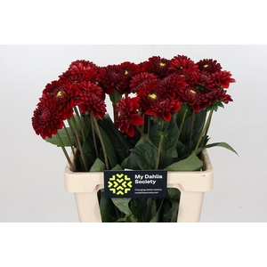 Dahlia Red Fox