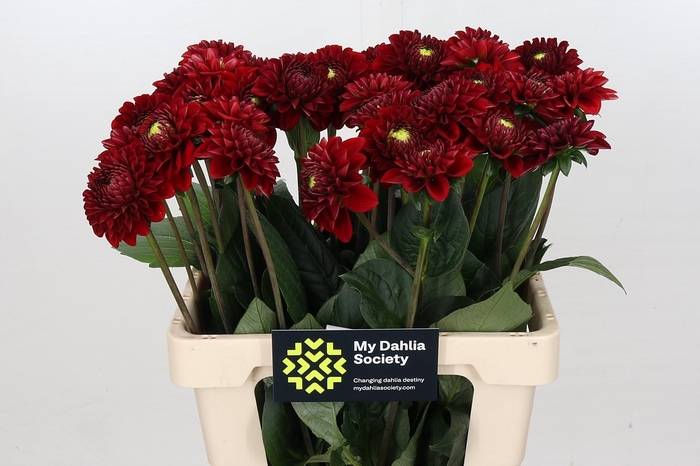 <h4>Dahlia Red Fox</h4>
