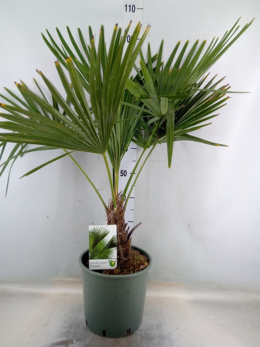 <h4>Trachycarpus fortunei</h4>