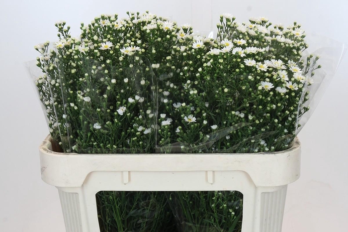 <h4>Aster Paquita</h4>