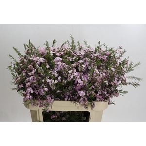 Chamelaucium Dancing Queen