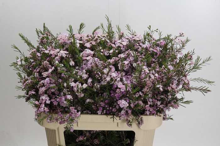 <h4>Chamelaucium Dancing Queen</h4>