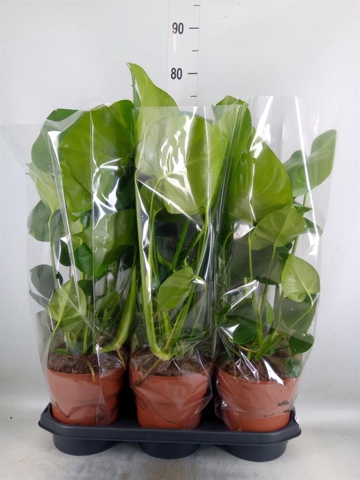 <h4>Monstera delic.</h4>