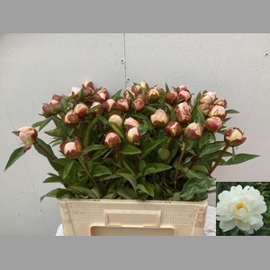 PAEO L GARDENIA