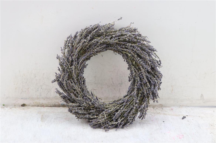 Wr Dried Lavendel 30cm